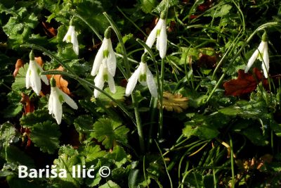 Brkata sjenica: Visibaba kraljice Olge  Galanthus reginae-olgae  ssp. Vernalis