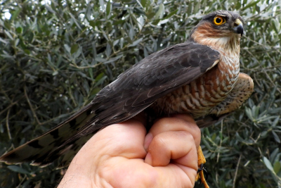 Brkata sjenica - Kobac  Accipiter nisus