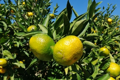 ZZJZ DNŽ na zahtjev Povjerenstva za mandarine donio preporuke za sprječavanje širenja koronavirusa u sezoni berbe