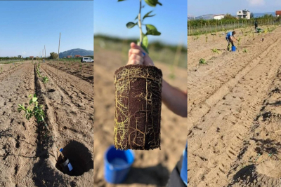 Na pokušalištu kod Opuzena postavljen novi nasad 24 sorte agruma