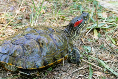 Ona tamani sve - ribe, školjke, ptičja gnijezda, kornjače, prenosi bolesti, parazite. Sada je pronađena u delti Neretve