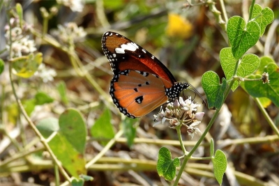 Afrički monarh (Danaus chrysippus) u dolini Neretve