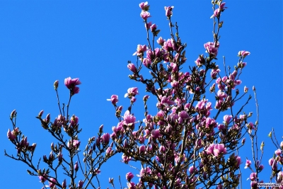 Procvjetale Metkovske magnolije