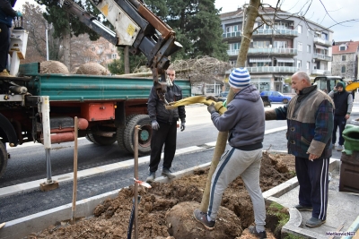 Na Trgu kralja Tomislava posađena stabla i počelo asfaltiranje