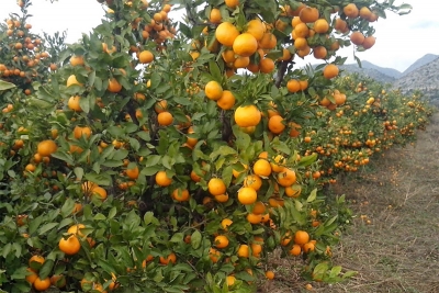 Povjerenstvo za mandarine: Za sorte zorica rana, ichimaru i iwasaki preporuča se početak berbe 25. rujna 2019. godine